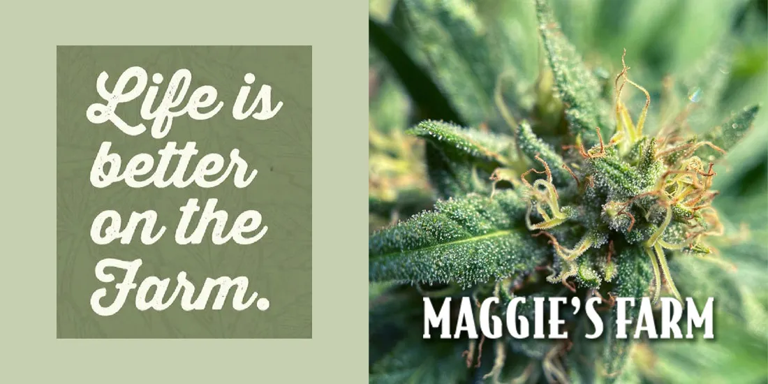 Community Spotlight: Colorado Dispensary Leverages Beautiful.ai to Grow